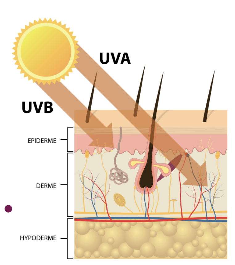 schéma de l'impact des rayons uv sur la peau